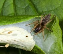 Clubiona reclusa - Common sac-spider